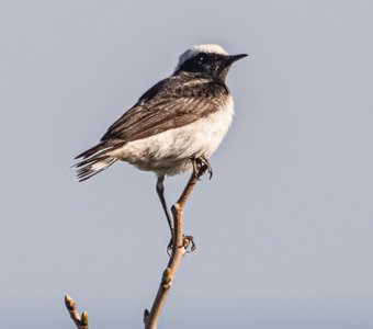 Каменка-плешанка