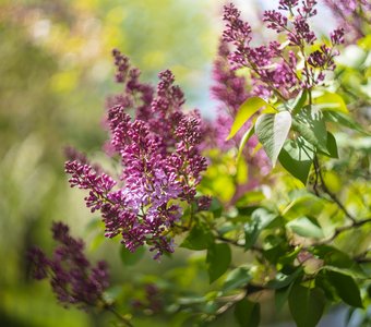 Сиреневые ветви