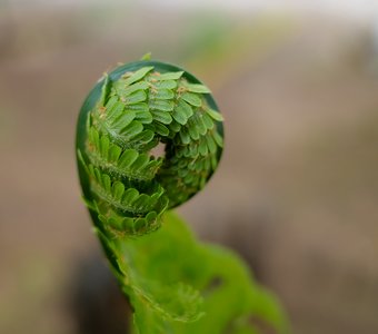 Папоротниковая улитка