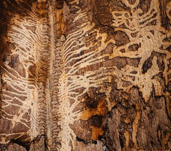 Короед-художник