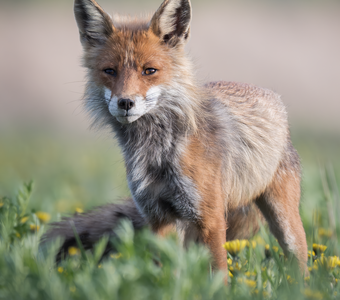 Обыкновенная лисица (Vulpes vulpes)
