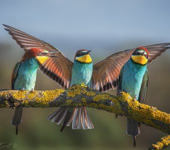 Щурочье благославление