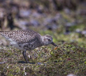Тулес и его добыча.