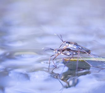 Утро на пруду