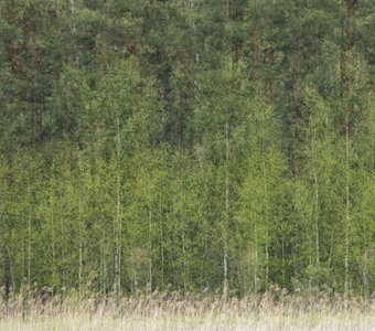 Зеленые экспозиции