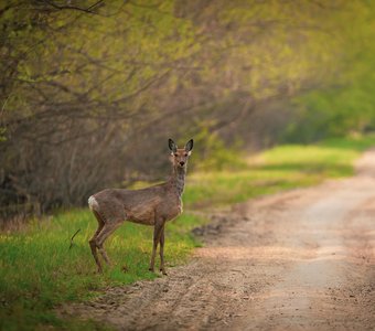 Встреча на дороге