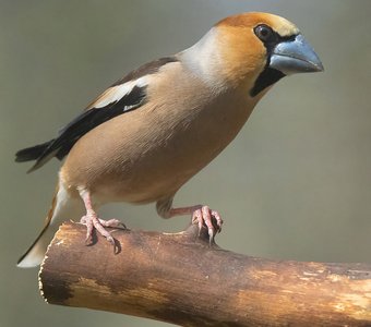 Дубонос: в работе над образом