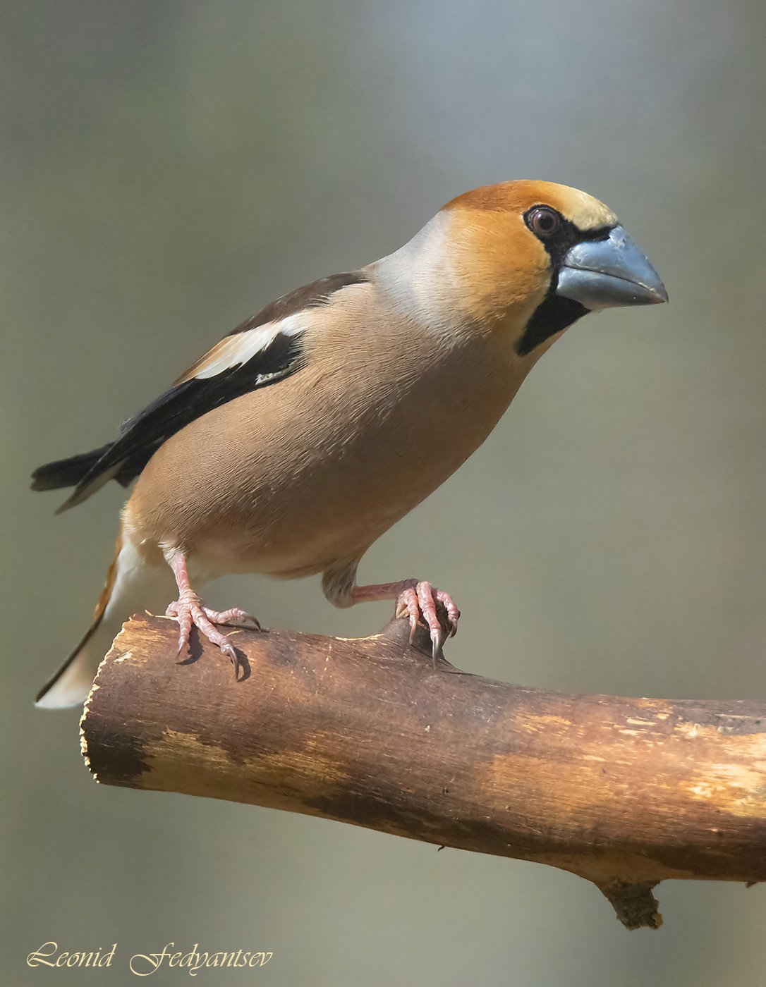 Дубонос: в работе над образом