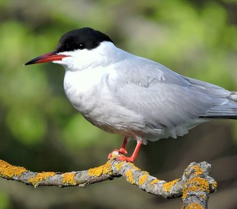 Речная крачка