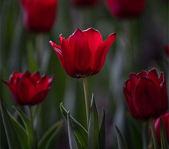 Красные тюльпаны
