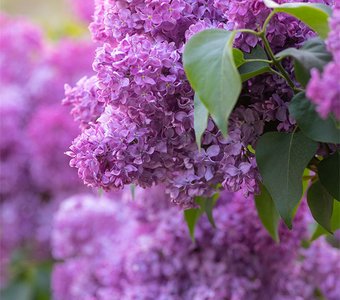 С днём сирени!