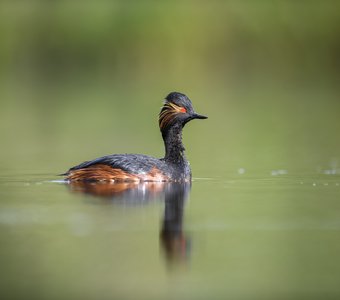 Черношейная поганка — Википедия