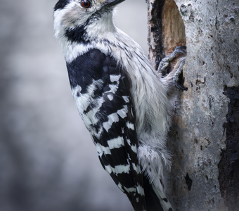 Малый пёстрый дятел (Dryobates minor)