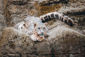 В Непале живёт гораздо больше снежных барсов, чем мы думали