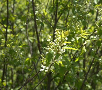 Цветет черемуха