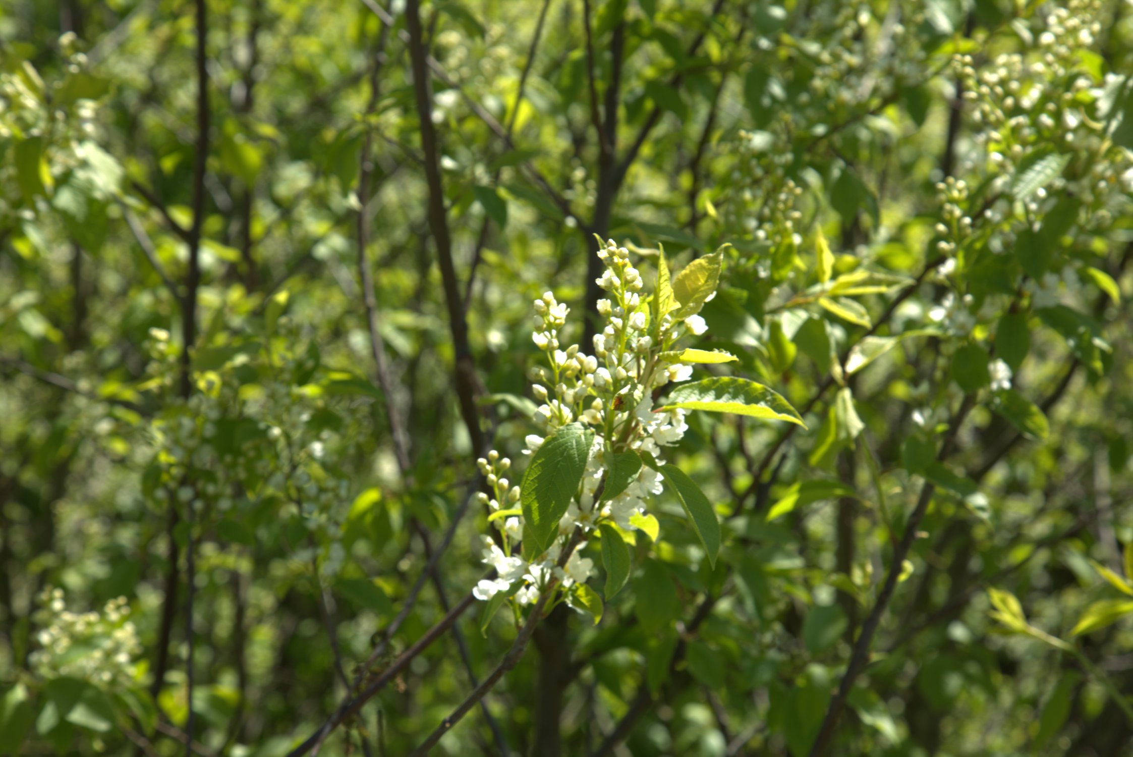 Цветет черемуха
