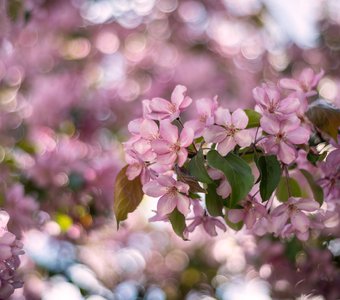 Яблоня во цвету