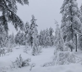 Снежное царство