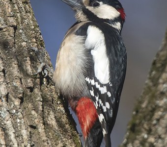 Портрет самца БПД