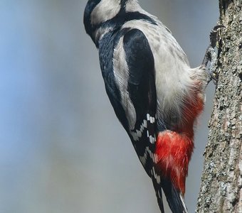 Портрет самки БПД