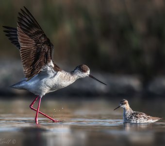Давид и Голиаф