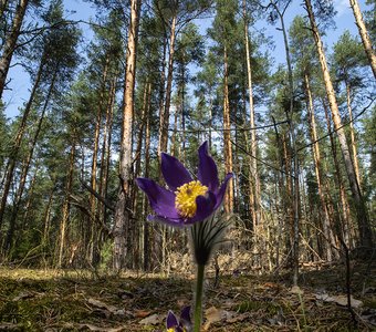 Дуэт лесных анемонов