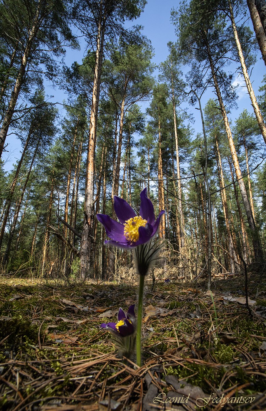 Дуэт лесных анемонов