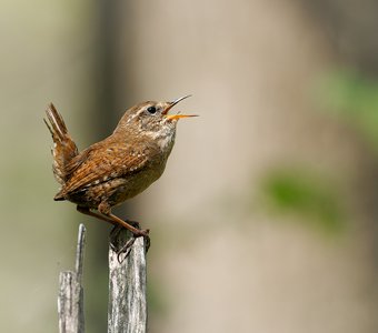 Задерихвост