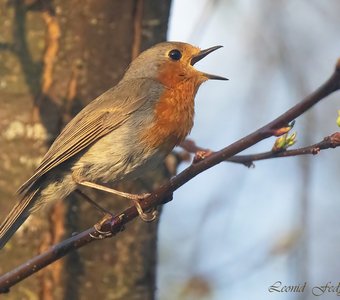 Песня на вечерней зорьке
