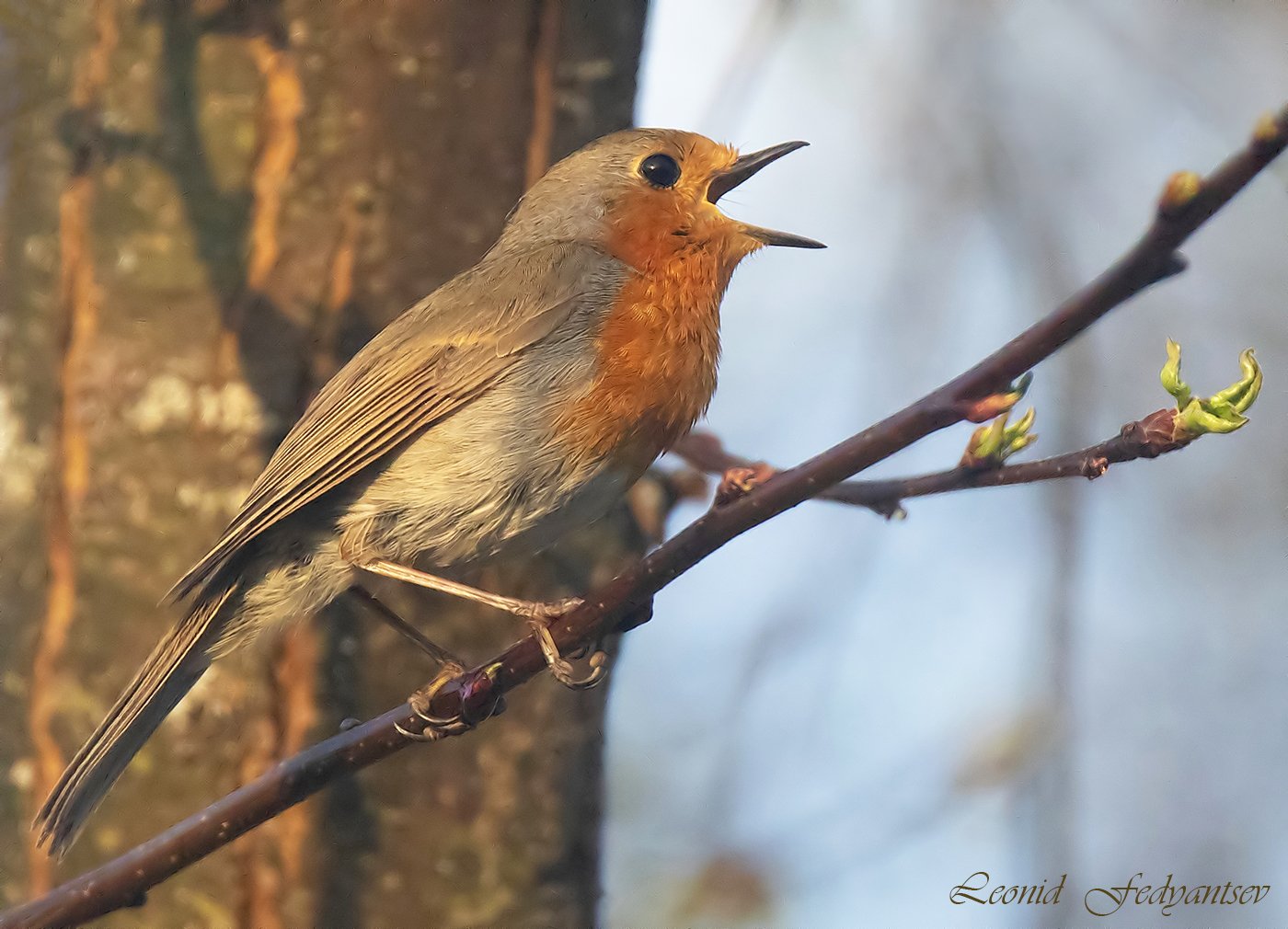 Песня на вечерней зорьке