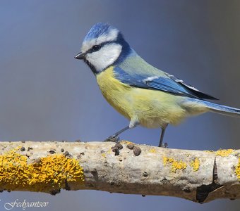Профильный портрет Лазоревки