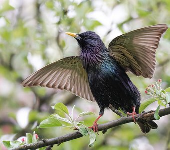 Первый парень на деревне