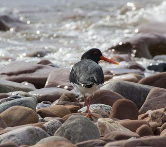 Прогулка по побережью Белого моря в Кашкаранцах