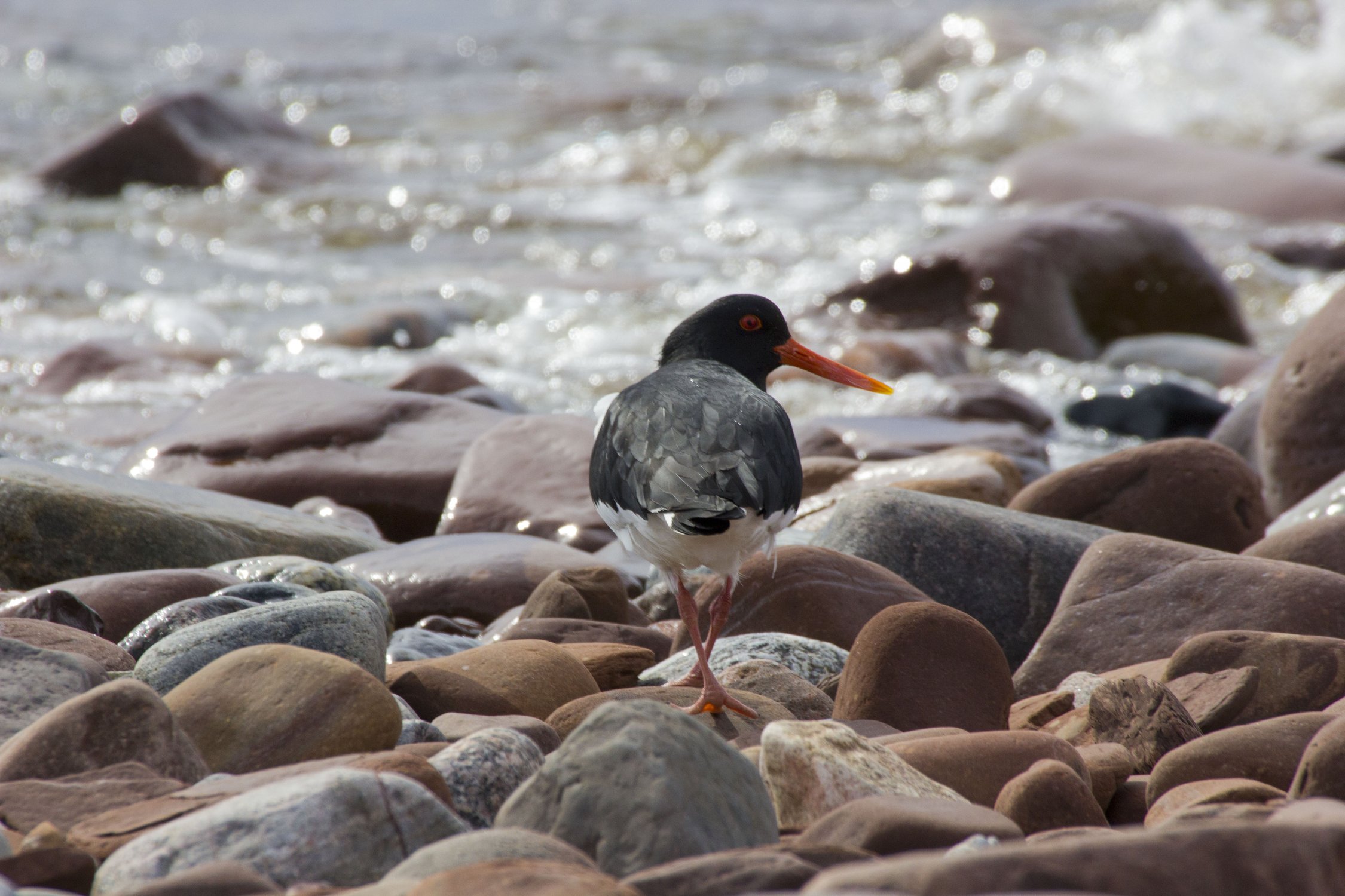Прогулка по побережью Белого моря в Кашкаранцах