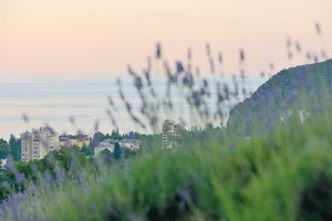 Где искать лавандовые поля и розарии? Топ направлений для цветочного туризма в России