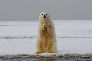 Британец отбился от белого медведя котелком с кашей