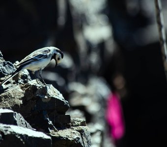 Скалолазный контроль