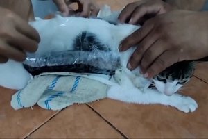 Сотрудники тюрьмы в Коста-Рике поймали кота-наркокурьера