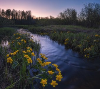 Калужница после заката