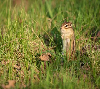 В зелёной траве