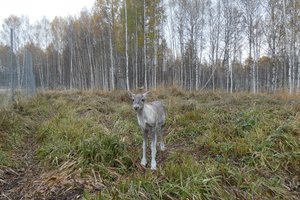 Северные олени возвращаются в нижегородские леса: что мы о них знаем?