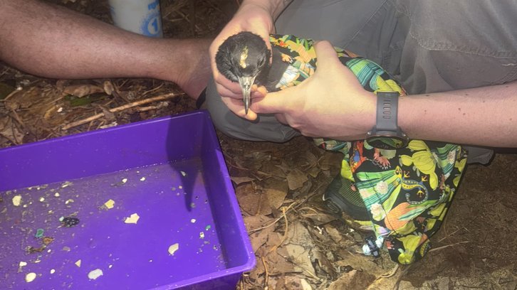 Фото: Neal Haddaway / abc.net.au