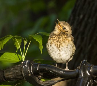 Пока летать не научусь, буду на велосипеде ездить!