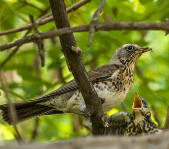 Мамины хлопоты