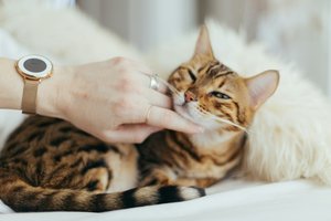 Аллергия на кошек: почему возникает и что делать? Отвечает эксперт