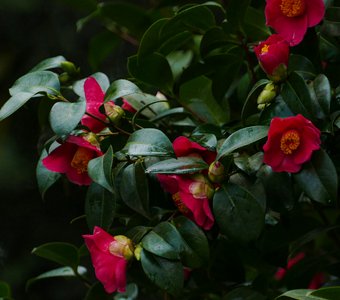 Камелии после дождя