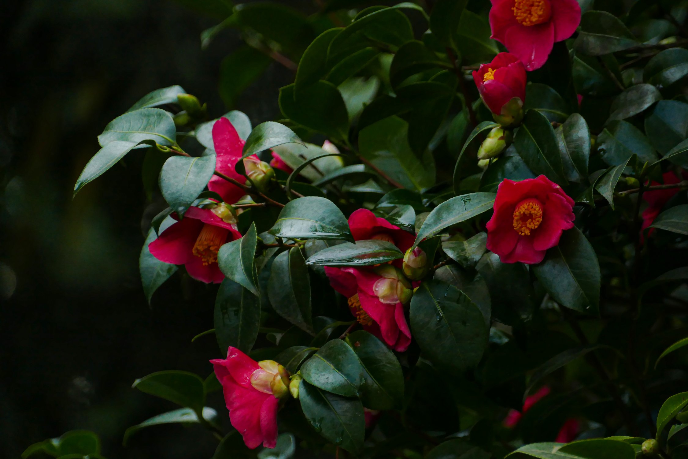 Камелии после дождя