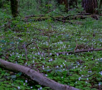 Заячья капуста