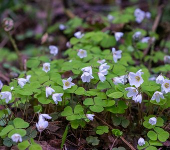 Заячья капуста