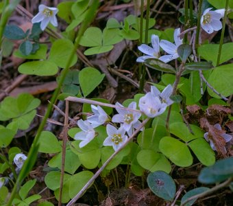 Заячья капуста